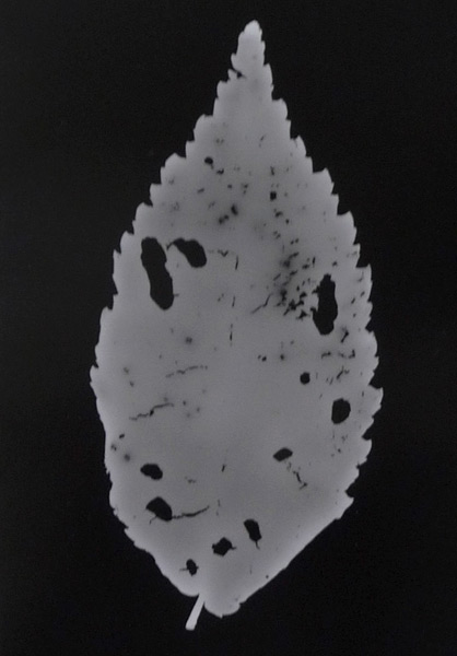 another autumn leaf photogram