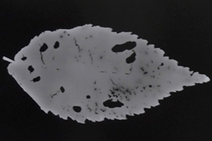 Autumn Leaf 2