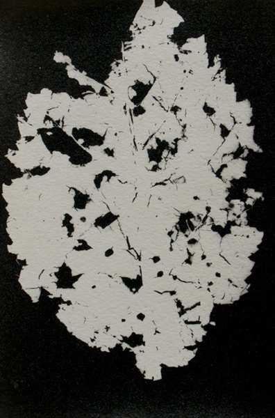 photogram of a autumn leaf